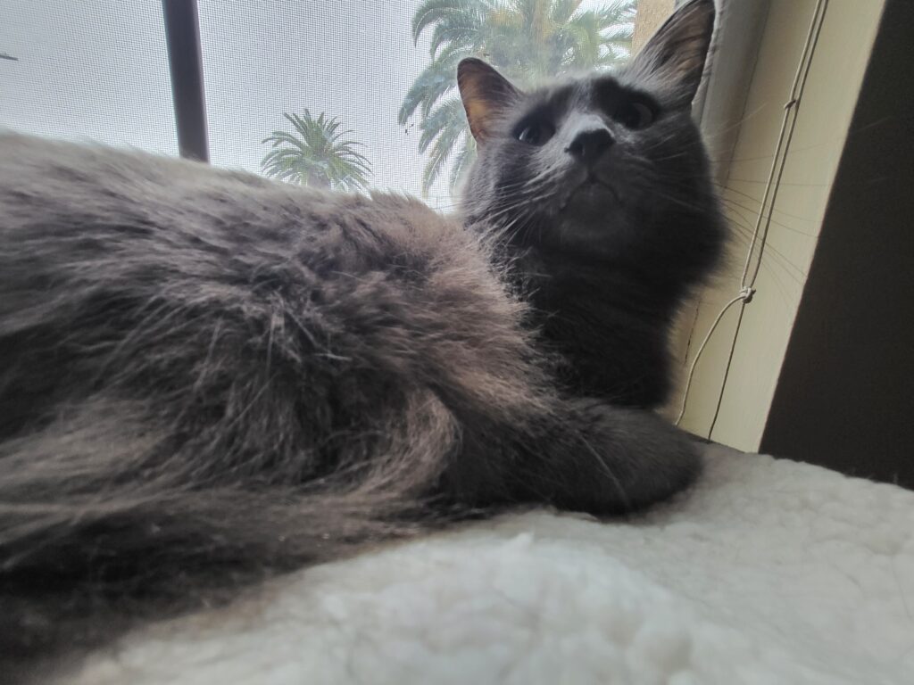 Matthew Lippold's cat